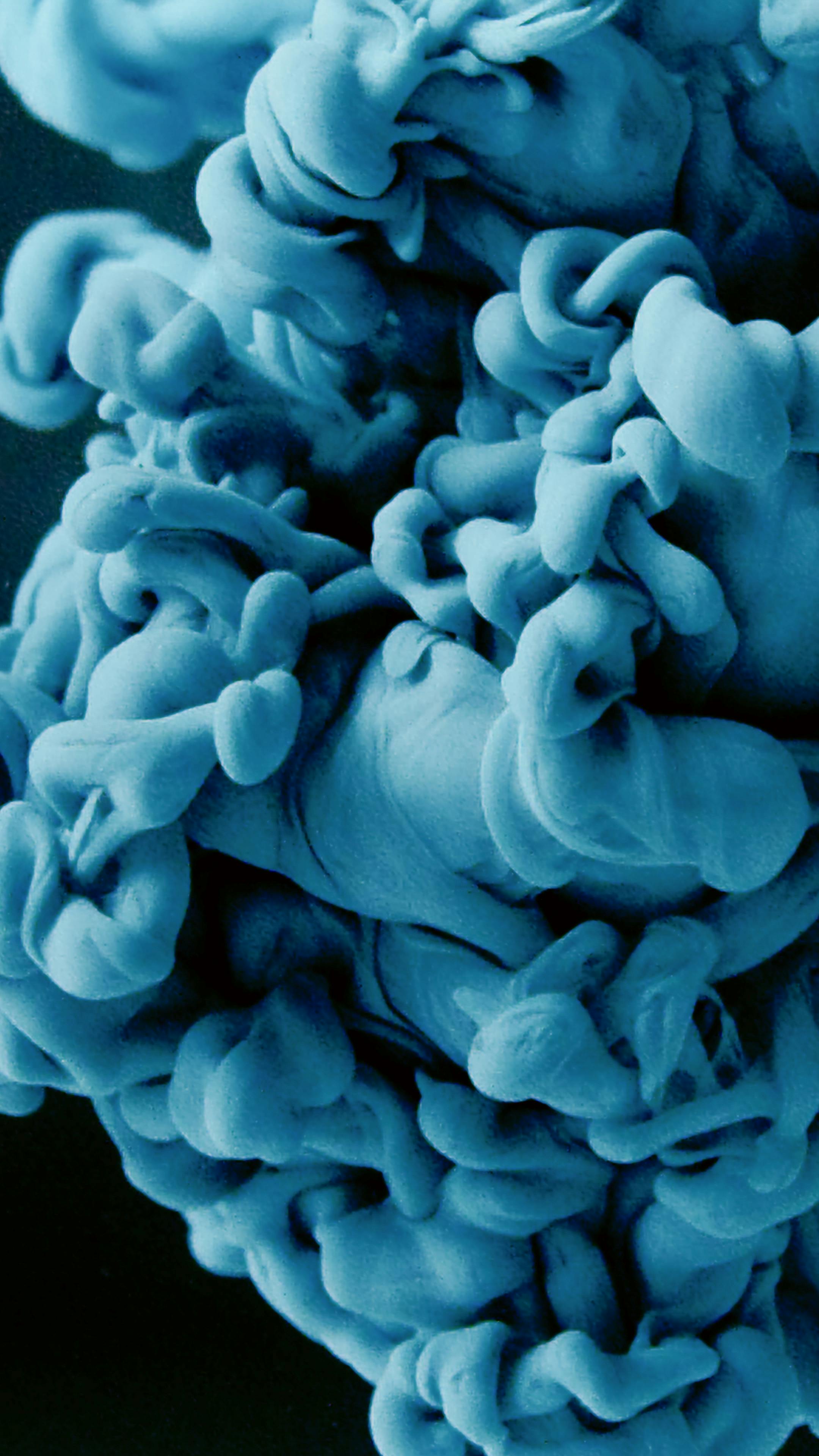 Superoxide Dismutase